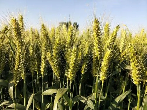 闲置小麦种子脱粒机保存不当会出现哪些故障？